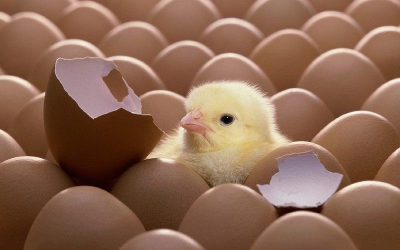 hatching-chicken-eggs